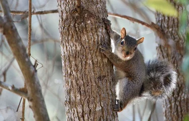 Fotobehang squirrel on tree looking at you © Roy