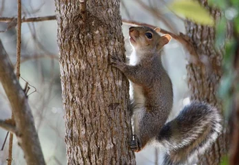 Schilderijen op glas squirrel climbing tree © Roy