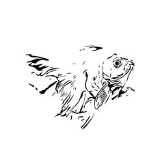 black and white drawing sketch of a fish with a transparent background