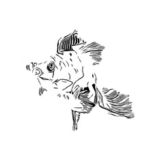 black and white drawing sketch of a fish with a transparent background