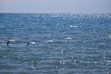 Lake. Hello Summer. Tourism concept. Seagulls flying over the water, hunting for food. Color nature photo. Kyrgyzstan. Issyk-kul Lake. Hello Summer. Tourism concept.