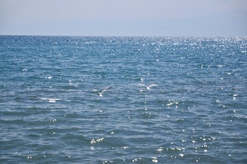 Fototapeta na wymiar Seagulls flying over the water, hunting for food. Color nature photo. Kyrgyzstan. Issyk-kul Lake. Hello Summer. Tourism concept.