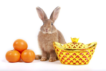 Happy Lunar Chinese New Year 2023, cute brown rabbit bunny with gold ingot, Mandarin orange white background, lucky symbol item oriental Asian style.