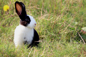 Happy cute white and black fluffy bunny with long ears on green grass nature background, rabbit in wild meadow, adorable pet animal in the backyard