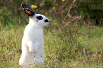 Naklejka na ściany i meble Happy cute white with black spot fluffy bunny standing on green grass nature background, long ears rabbit standing on hind legs in wild meadow, adorable pet animal in the backyard