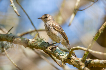 The ashy flycatcher (Muscicapa caerulescens) is a species of bird in the Old World flycatcher family Muscicapidae. It is found throughout sub-Saharan Africa.