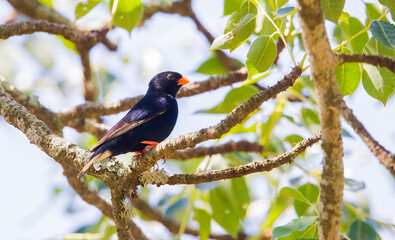 The village indigobird or steelblue widowfinch (Vidua chalybeata) is a small songbird. İt is live in Africa.
