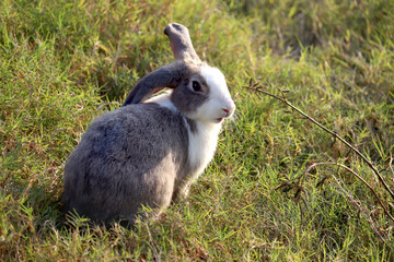Happy cute grey with white spot fluffy bunny on green grass nature background, long ears rabbit in wild meadow, adorable pet animal in the backyard.