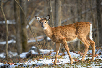 White-tailed deer in winter forest
