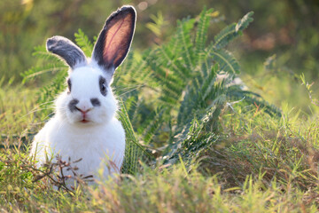 Happy cute white with black spot fluffy bunny on green grass nature background, long ears rabbit in wild meadow, adorable pet animal in the backyard.