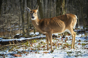White-tailed deer in winter forest