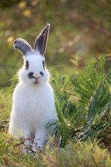 Happy cute white with black spot fluffy bunny standing on green grass nature background, long ears rabbit standing on hind legs in wild meadow, adorable pet animal in the backyard