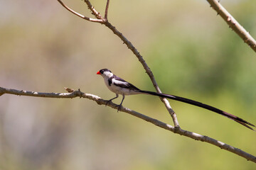 Pin-tailed whydah (Vidua macroura) is a breeding bird that lives in most of Africa in the south of the Sahara Desert.