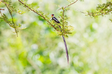 Pin-tailed whydah (Vidua macroura) is a breeding bird that lives in most of Africa in the south of the Sahara Desert.