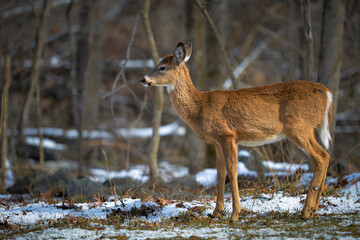 White-tailed deer in winter forest
