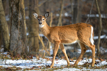 White-tailed deer in winter forest