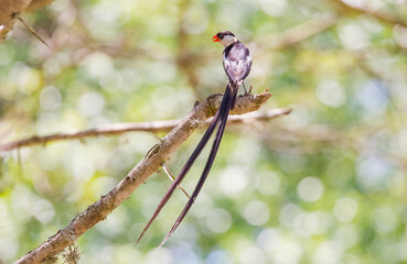 Pin-tailed whydah (Vidua macroura) is a breeding bird that lives in most of Africa in the south of the Sahara Desert.