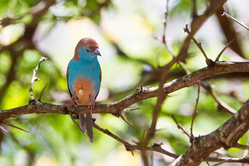 Blue waxbill (Uraeginthus angolensis) is a common cough finch found in South Africa