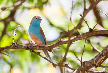 Blue waxbill (Uraeginthus angolensis) is a common cough finch found in South Africa