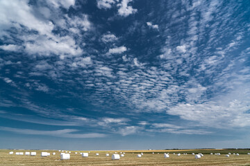 Plastic wrapped hay bales fermenting on a prairie field under a deep blue sky in Rocky View County Alberta Canada.