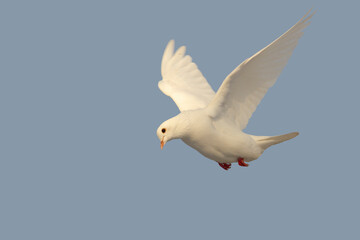 white dove flying on blue sky
