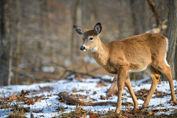 White-tailed deer in winter forest