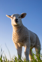 Fototapeta premium Lamb, sheep, spring