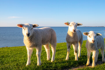 Obraz premium Lamb, sheep, spring