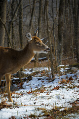 Fototapeta premium White-tailed deer in winter forest