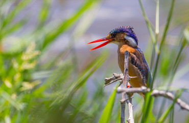 Malachite kingfisher (Corythornis cristatus) is a river kingfisher living in Africa, south of Sahara.