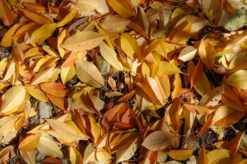 wonderful yellowing leaves, yellowing leaves in autumn, a tree with yellowing leaves,