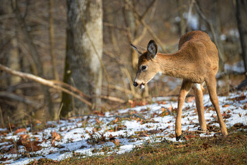 Naklejka na ściany i meble White-tailed deer in winter forest