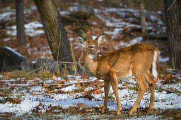 White-tailed deer in winter forest