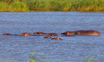 There are many hippos in the lake St. Lucia in South Africa.