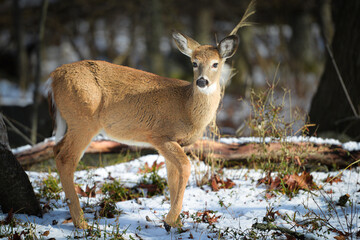 White-tailed deer in winter forest
