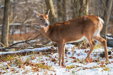 White-tailed deer in winter forest