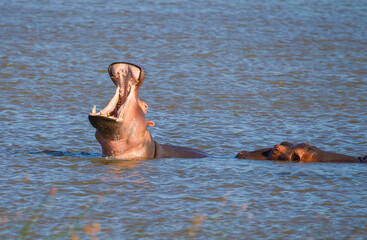 There are many hippos in the lake St. Lucia in South Africa.