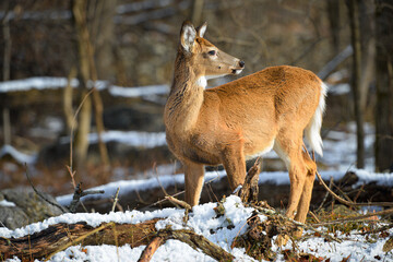 White-tailed deer in winter forest