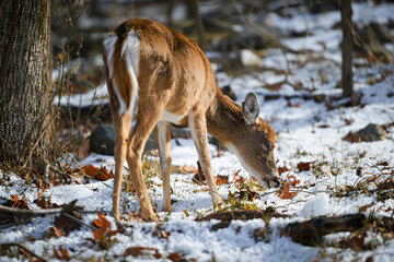 White-tailed deer in winter forest