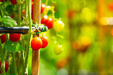 A close-up shot of a small cluster of ripe, red tomatoes nestled among lush green foliage in a garden setting. The image is framed in such a way as to highlight the natural.