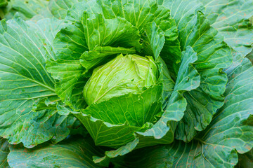 A close-up shot of a cabbage, with its crisp, green leaves fully displayed. It is a rich source of vitamins and minerals.