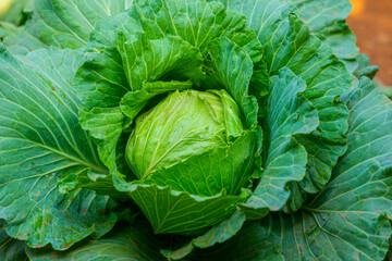 A close-up shot of a cabbage, with its crisp, green leaves fully displayed. It is a rich source of vitamins and minerals.