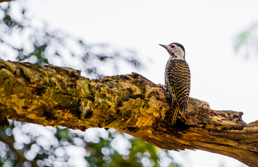 The cardinal woodpecker (Dendropicos fuscescens) is a widespread and common resident breeder in...