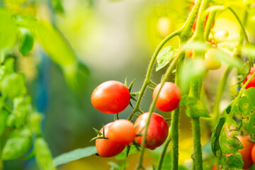 A close-up shot of a small cluster of ripe, red tomatoes nestled among lush green foliage in a garden setting. The image is framed in such a way as to highlight the natural.