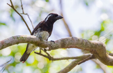 The white-eared barbet (Stactolaema leucotis) is a species of bird in the family Lybiidae (African barbets). It is found in Kenya, Malawi, Mozambique, South Africa, Swaziland, Tanzania, and Zimbabwe.
