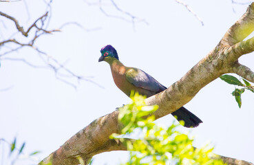 Purple-crested turaco (Tauraco porphyreolophus) is a species of bird in the Musophagidae family. It is the National Bird of the Kingdom of Swaziland.