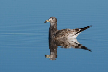 Seagull swimming in the sea
