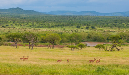 Fototapeta na wymiar There are many Impala in the Sungulwane Private Game Reserve near Durban city in Kwazulu Natal.