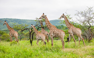 Giraffes often roam in large groups in the Isismangaliso Wetland Park in South Africa.