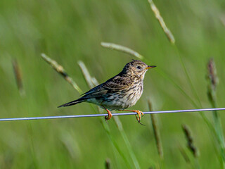 robin on the grass